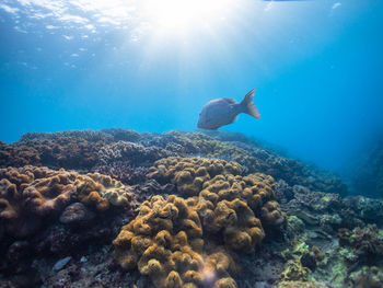 Ducks swimming in sea