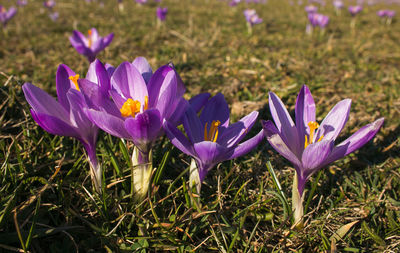 Group of violet crocus vernus in the mountain