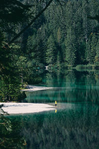 Scenic view of lake in forest