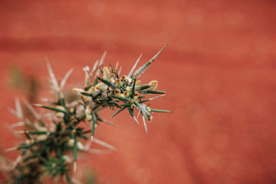 Close-up of plant growing outdoors