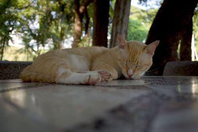 Close-up of cat sleeping