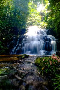 Low angle view of waterfall in forest