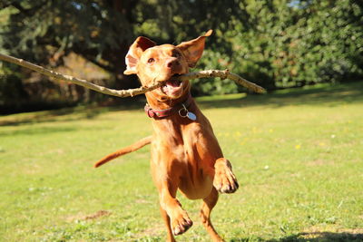 Dog running on field