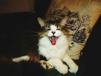 Cat looking away