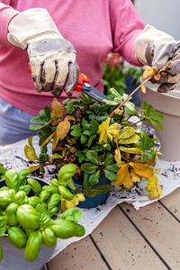 Woman hands in gloves taking care of potted hellebore flower plant after blooming at home balcony 