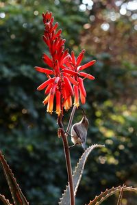 Close-up of red flowering plant