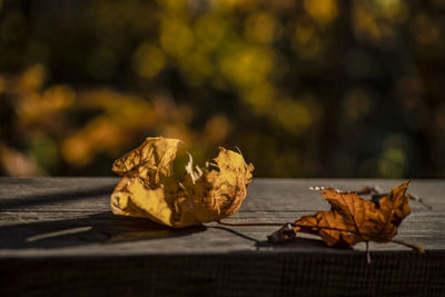 Close-up of dry leaf on table