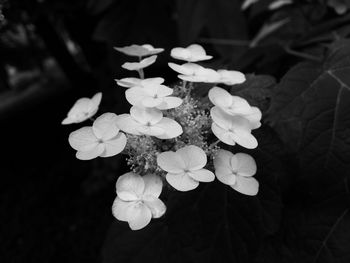 Close-up of white flowers blooming in park