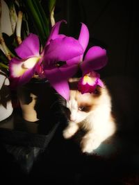 Close-up of cat by pink flower at home