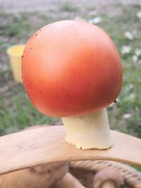 Close-up of mushroom growing on plant