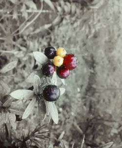 Close-up of red leaves