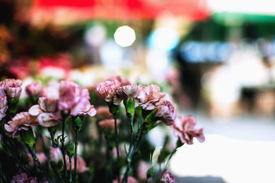 Close-up of pink flowers blooming outdoors