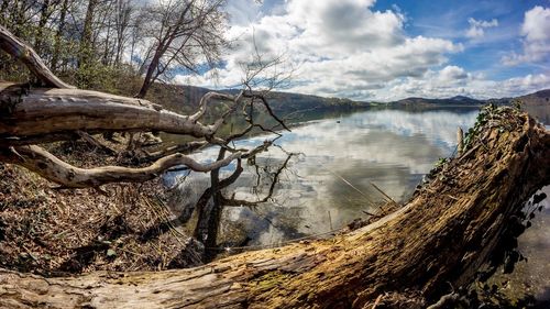 Scenic view of driftwood in forest against sky