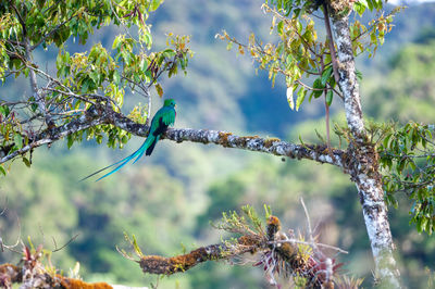 Resplendent quetzal - pharomachrus mocinno perching on a branch of a wild avocado tree in las tablas 