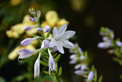 Close-up of purple flowers blooming outdoors