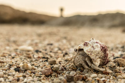 Close-up of shell on beach