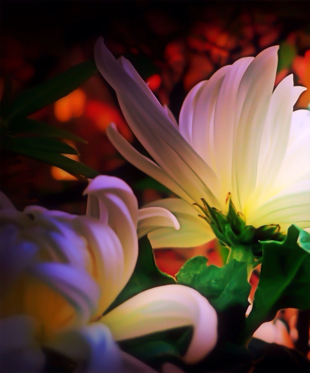 flower, petal, flower head, freshness, fragility, beauty in nature, growth, blooming, close-up, nature, plant, white color, pollen, in bloom, focus on foreground, tulip, outdoors, selective focus, no people, pink color