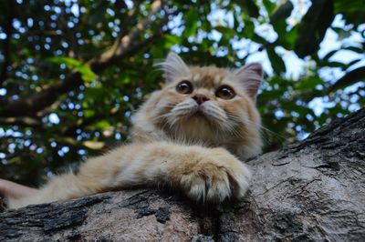 Portrait of cat on branch