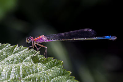 Close-up of a beautiful damselfly resting  on a leaf