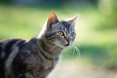 Close-up of a cat looking away