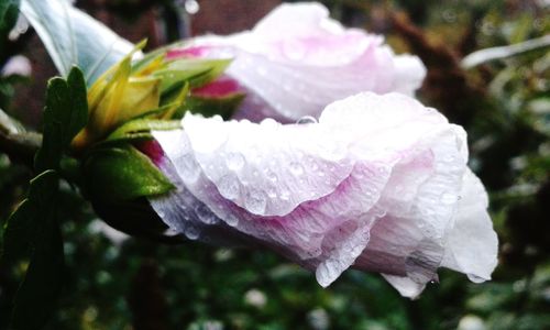 Close-up of pink rose