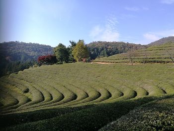 Scenic view of field against sky