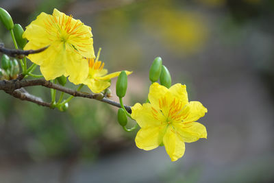 Close-up of yellow flowering plant