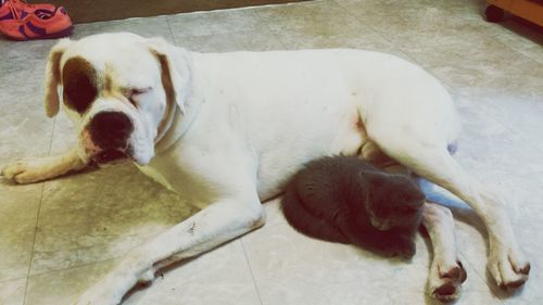 Dog sleeping on couch