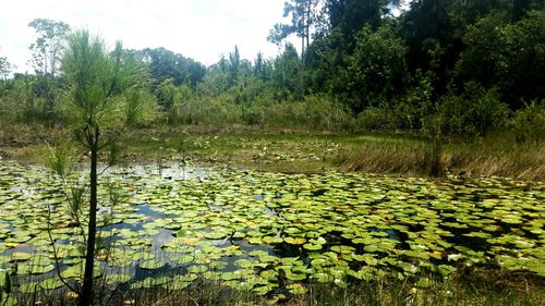 Trees growing in pond