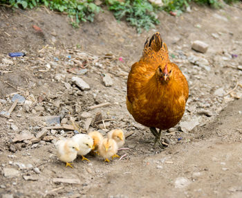 Close-up of chickens