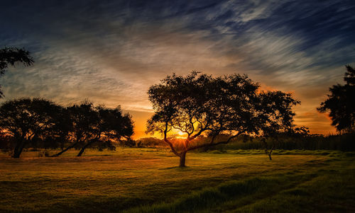 Silhouette trees on field against sky during sunset