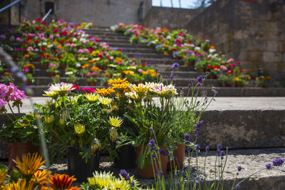 Close-up of pink flowering plants in park