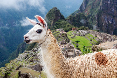 Side view of llama at machu picchu