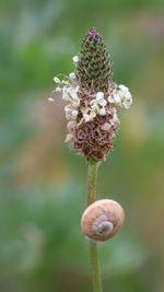 Close-up of flower blooming