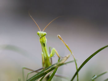 Close-up of grasshopper on leaf