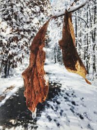 Close-up of frozen dry leaf hanging on tree during winter