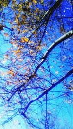 Low angle view of flower tree against blue sky