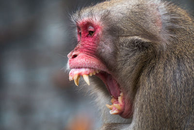 Close-up of aggressive japanese macaque in forest