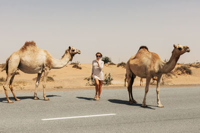 A young female tourist in sunglasses stands on the side of the road surrounded by a herd of camels