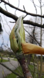 Low angle view of green perching on tree