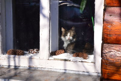 Portrait of a cat sitting on wood