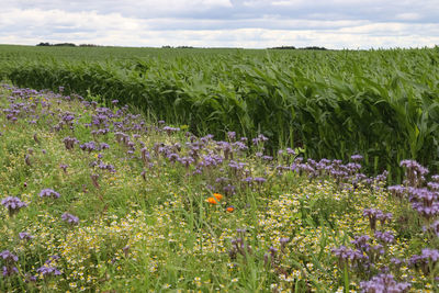 Scenic view of lavender field against sky