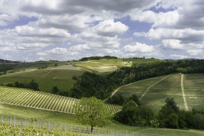 Scenic view of agricultural field against sky