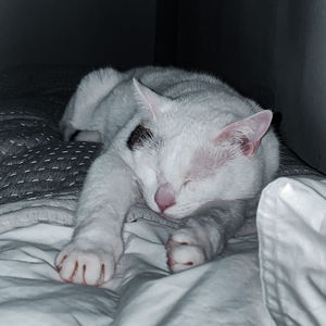 Close-up of cat sleeping on bed