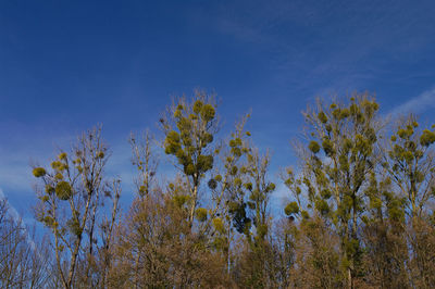 Low angle view of trees against blue sky