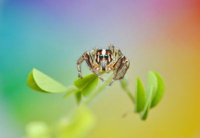 Close-up of spider on plant