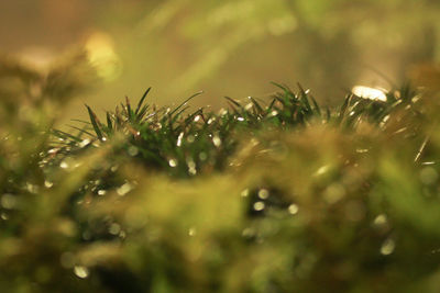 Close-up of wet plant