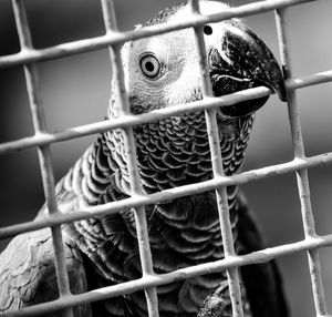 Close-up of african grey parrot in cage