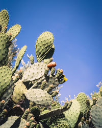 Low angle view of cactus plant against sky