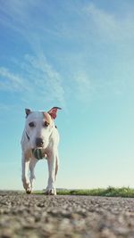 Dog on landscape against clear sky